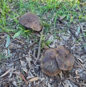 zz agaric (stem; gills not white/cream) at Queanbeyan West, NSW - 6 Apr 2020 04:15 PM