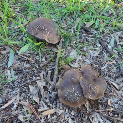 zz agaric (stem; gills not white/cream) at Queanbeyan West, NSW - 6 Apr 2020 by Speedsta