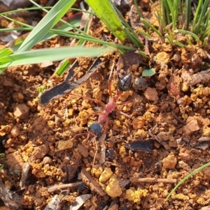 Myrmecia nigriceps at Queanbeyan West, NSW - 6 Apr 2020