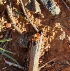 Camponotus consobrinus (Banded sugar ant) at Queanbeyan Nature Reserve - 6 Apr 2020 by Speedsta
