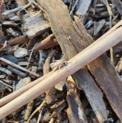 Noctuidae (family) (A cutworm or owlet moth) at Queanbeyan West, NSW - 6 Apr 2020 by Speedsta