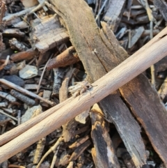Noctuidae (family) (A cutworm or owlet moth) at Queanbeyan Nature Reserve - 6 Apr 2020 by Speedsta