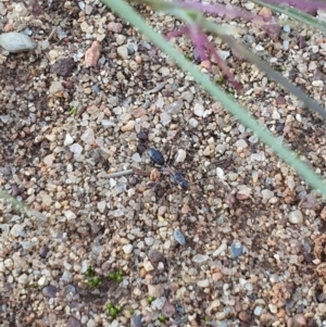 Camponotus sp. (genus) at Jerrabomberra, NSW - 6 Apr 2020