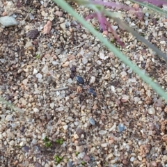 Camponotus sp. (genus) (A sugar ant) at Jerrabomberra, NSW - 6 Apr 2020 by Speedsta