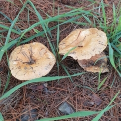 Lactarius deliciosus (Saffron Milkcap) at Hume, ACT - 6 Apr 2020 by Speedsta