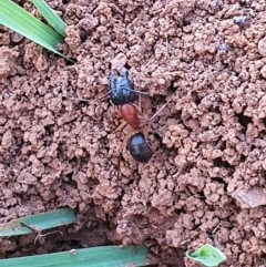 Camponotus nigriceps (Black-headed sugar ant) at Queanbeyan Nature Reserve - 6 Apr 2020 by Speedsta