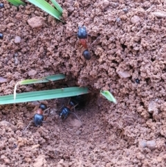 Camponotus nigriceps at Queanbeyan West, NSW - 6 Apr 2020