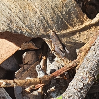 Acrididae sp. (family) (Unidentified Grasshopper) at Queanbeyan West, NSW - 7 Apr 2020 by Speedsta