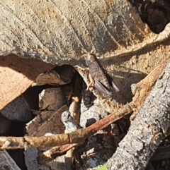 Acrididae sp. (family) (Unidentified Grasshopper) at Queanbeyan Nature Reserve - 6 Apr 2020 by Speedsta