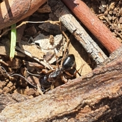 Camponotus sp. (genus) (A sugar ant) at Queanbeyan Nature Reserve - 6 Apr 2020 by Speedsta