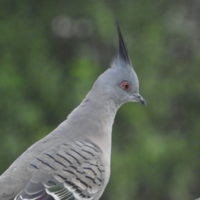 Ocyphaps lophotes (Crested Pigeon) at Kambah, ACT - 31 Mar 2020 by MatthewFrawley