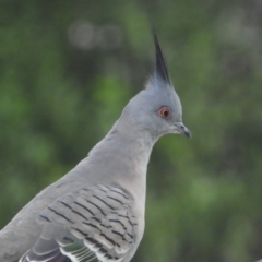 Ocyphaps lophotes (Crested Pigeon) at Kambah, ACT - 30 Mar 2020 by MatthewFrawley