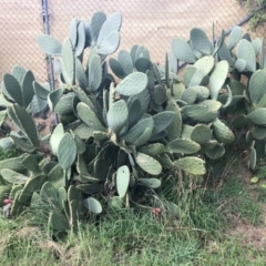 Opuntia ficus-indica (Indian Fig, Spineless Cactus) at Monash, ACT - 7 Apr 2020 by KimL