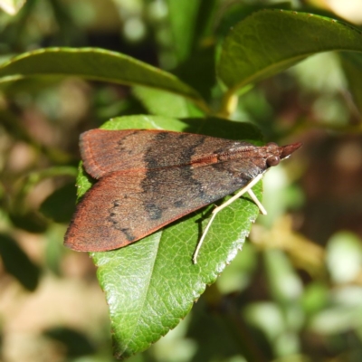 Uresiphita ornithopteralis (Tree Lucerne Moth) at Kambah, ACT - 31 Mar 2020 by MatthewFrawley