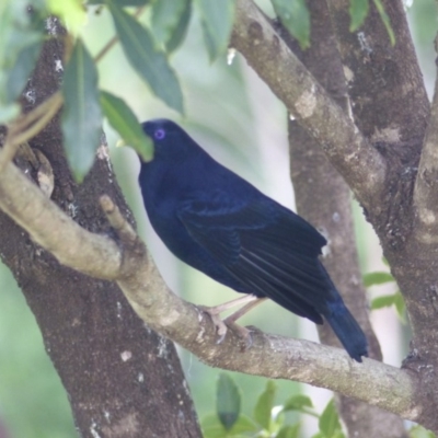 Ptilonorhynchus violaceus (Satin Bowerbird) at Black Range, NSW - 8 Apr 2020 by MatthewHiggins