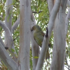 Ptilonorhynchus violaceus (Satin Bowerbird) at Black Range, NSW - 8 Apr 2020 by MatthewHiggins