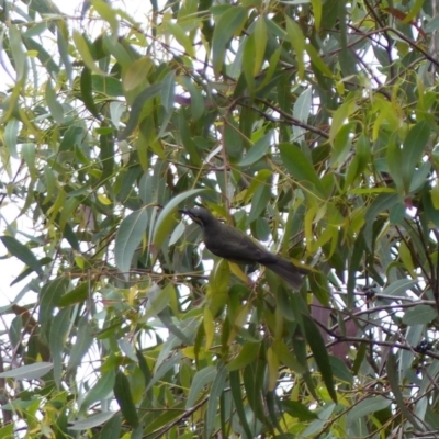 Caligavis chrysops (Yellow-faced Honeyeater) at Black Range, NSW - 8 Apr 2020 by MatthewHiggins