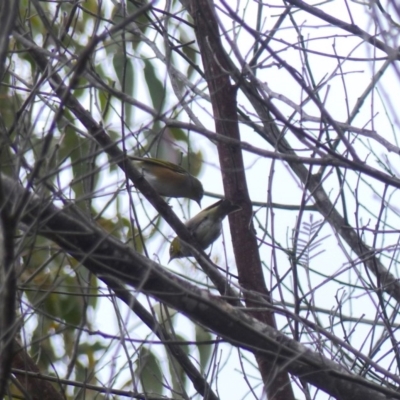 Zosterops lateralis (Silvereye) at Black Range, NSW - 8 Apr 2020 by MatthewHiggins