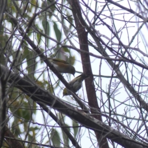 Zosterops lateralis at Black Range, NSW - 8 Apr 2020