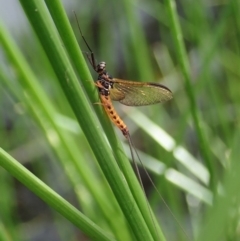 Ephemeroptera (order) (Unidentified Mayfly) at Cook, ACT - 7 Apr 2020 by CathB