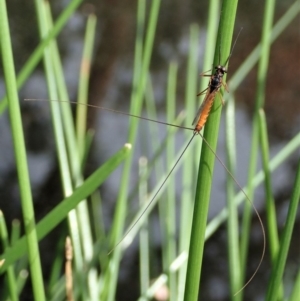 Ephemeroptera (order) at Cook, ACT - 7 Apr 2020