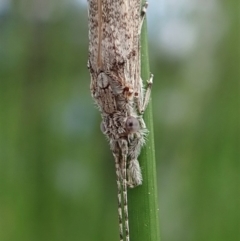 Leptoceridae sp. (family) (Long-horned caddisfly) at Cook, ACT - 7 Apr 2020 by CathB