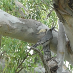 Strepera versicolor at Black Range, NSW - 8 Apr 2020