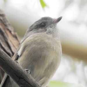 Pachycephala pectoralis at Kambah, ACT - 8 Apr 2020