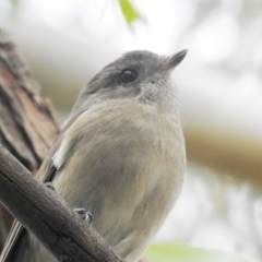 Pachycephala pectoralis (Golden Whistler) at Kambah, ACT - 8 Apr 2020 by HelenCross