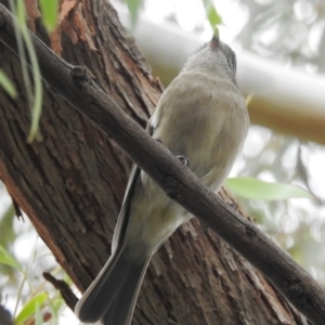 Pachycephala pectoralis at Kambah, ACT - 8 Apr 2020