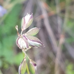 Rytidosperma sp. (Wallaby Grass) at Bass Gardens Park, Griffith - 8 Apr 2020 by SRoss