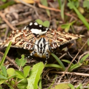 Apina callisto at Molonglo River Reserve - 8 Apr 2020