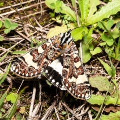 Apina callisto at Molonglo River Reserve - 8 Apr 2020 12:56 PM