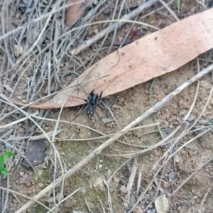 Habronestes sp. (genus) at Dunlop, ACT - 27 Mar 2020