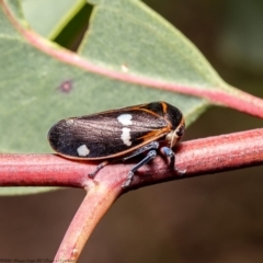 Eurymela fenestrata (Gum tree leafhopper) at Dunlop, ACT - 8 Apr 2020 by Roger