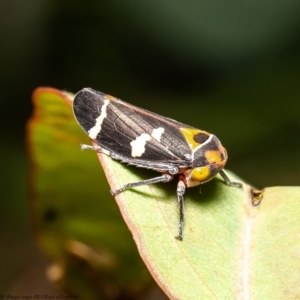 Eurymeloides pulchra at Molonglo River Reserve - 8 Apr 2020