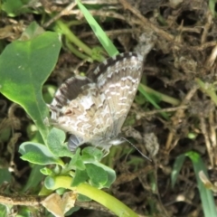 Theclinesthes serpentata (Saltbush Blue) at Fyshwick, ACT - 8 Apr 2020 by Christine