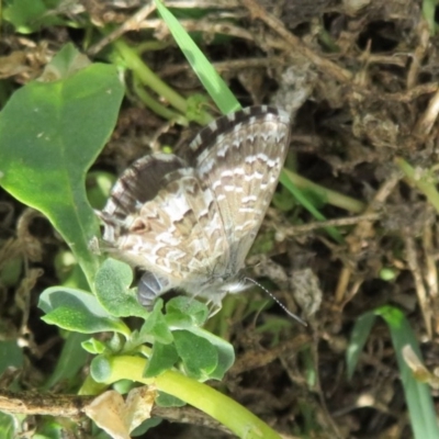 Theclinesthes serpentata (Saltbush Blue) at Fyshwick, ACT - 8 Apr 2020 by Christine