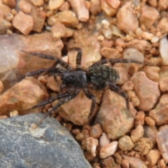 Lycosidae sp. (family) (Unidentified wolf spider) at Fyshwick, ACT - 8 Apr 2020 by Christine