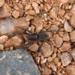 Lycosidae (family) at Fyshwick, ACT - 8 Apr 2020