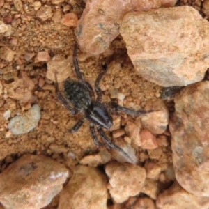 Lycosidae (family) at Fyshwick, ACT - 8 Apr 2020 12:22 PM