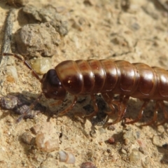 Diplopoda (class) (Unidentified millipede) at Jerrabomberra Wetlands - 8 Apr 2020 by Christine