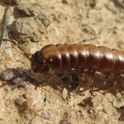 Diplopoda (class) (Unidentified millipede) at Fyshwick, ACT - 8 Apr 2020 by Christine