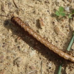 Diplopoda (class) at Fyshwick, ACT - 8 Apr 2020