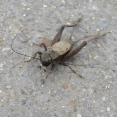 Bobilla sp. (genus) (A Small field cricket) at Fyshwick, ACT - 8 Apr 2020 by Christine