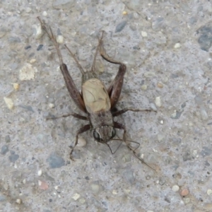 Bobilla sp. (genus) at Fyshwick, ACT - 8 Apr 2020