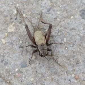 Bobilla sp. (genus) at Fyshwick, ACT - 8 Apr 2020