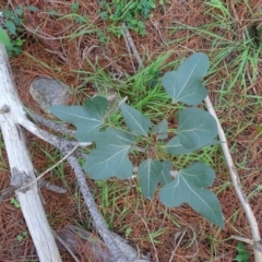 Brachychiton populneus subsp. populneus at Isaacs, ACT - 7 Apr 2020