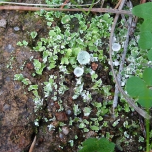 Cladonia sp. (genus) at Isaacs, ACT - 7 Apr 2020