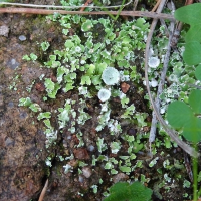 Cladonia sp. (genus) (Cup Lichen) at Isaacs Ridge and Nearby - 7 Apr 2020 by Mike